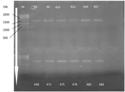 Contribution of potassium solubilizing bacteria in improved potassium assimilation and cytosolic K+/Na+ ratio in rice (Oryza sativa L.) under saline-sodic conditions